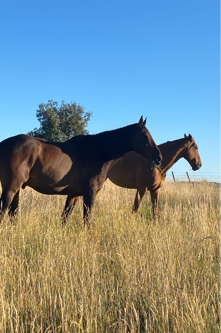 2 Horses in field