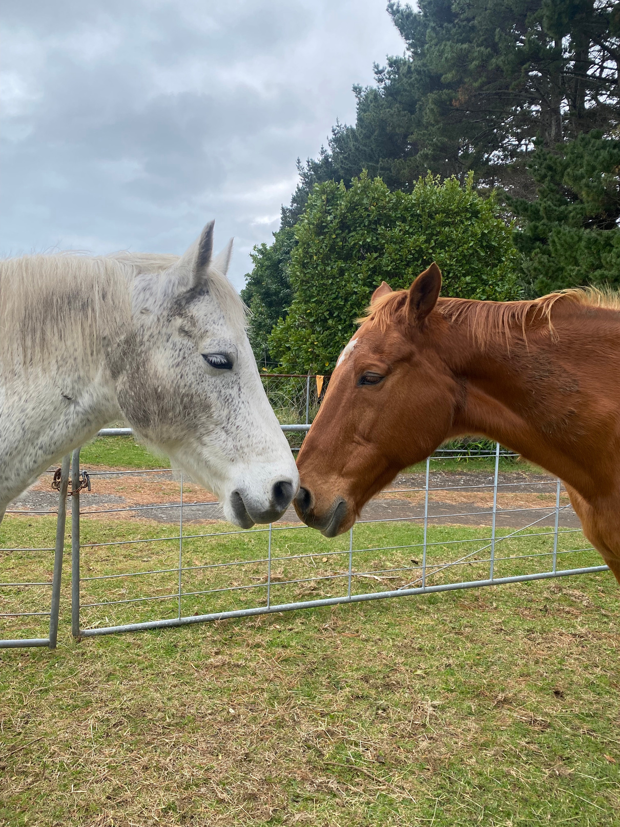 2 Horses nose to nose