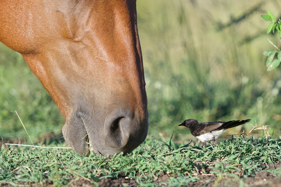 Horse and bird